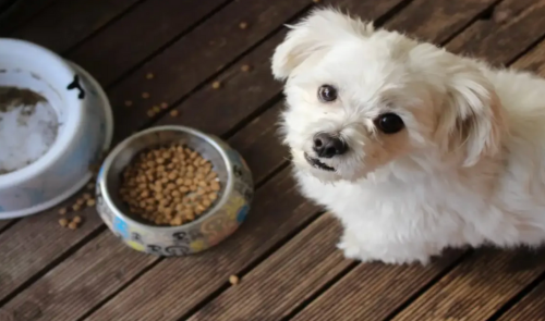 What Do You Feed a Dog With Diarrhea?