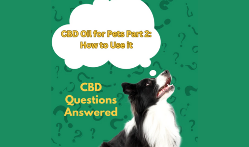 CBD Oil for Pets Part 2: How to Use it