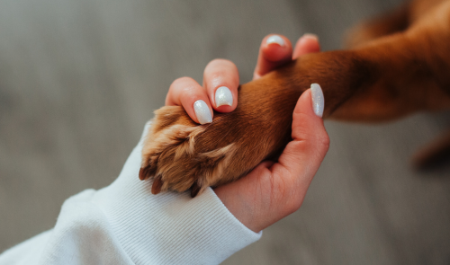 Why do dogs lick their paws?