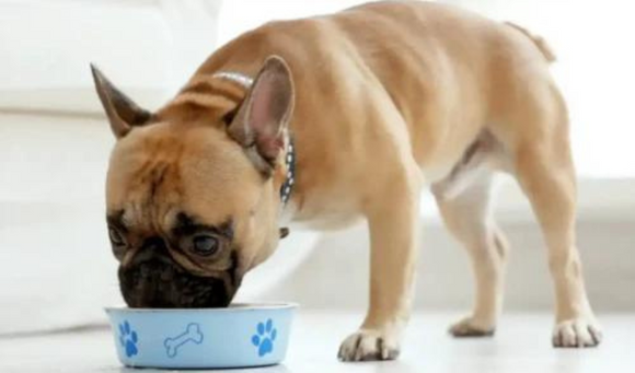 Best Dog food for French Bulldogs with Allergies Open Farm