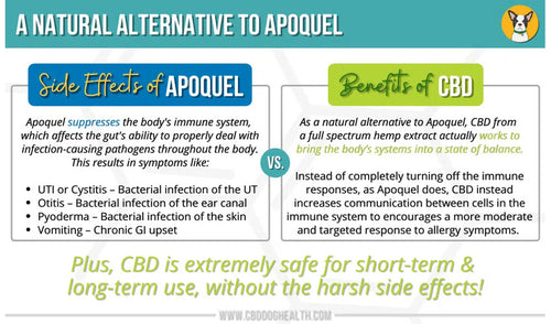 A Natural Alternative to Apoquel