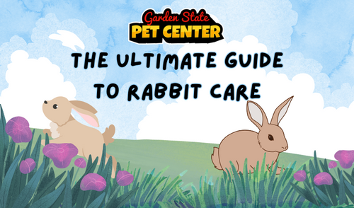 The Ultimate Guide to Rabbit Care: Tips for a Happy and Healthy Bunny