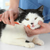 Nylabone Advanced Oral Care Cat Dental Kit