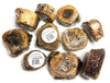 Tuesdays Natural Dog Company 1-2 Beef Marrow Bone (Bulk - Shrinkwrapped) Dog Treats