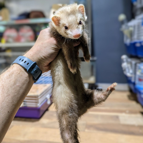 Inside of Garden State Pet Center