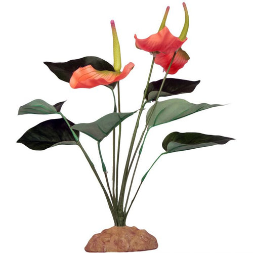 Komodo Anthurium Bush