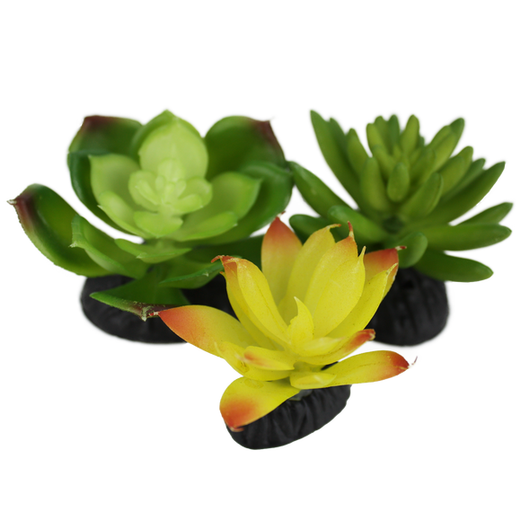 Komodo Succulent 3pk – Yellow/Green