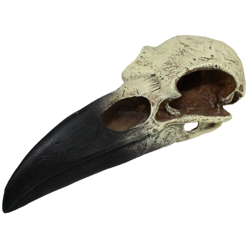 Komodo Raven Skull Hideout