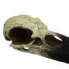 Komodo Raven Skull Hideout