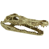 Komodo Alligator Skull