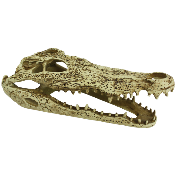 Komodo Alligator Skull