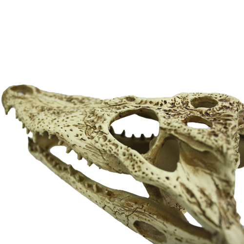 Komodo Alligator Skull