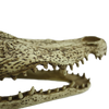 Komodo Alligator Skull