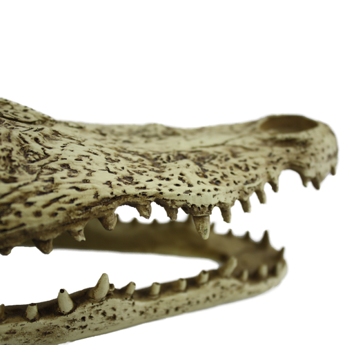 Komodo Alligator Skull