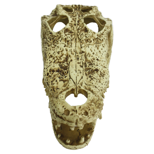 Komodo Alligator Skull