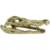 Komodo Alligator Skull