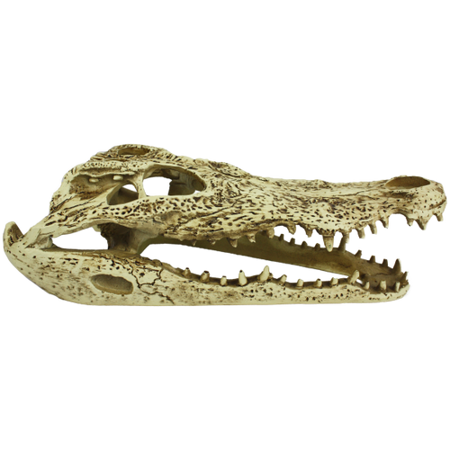 Komodo Alligator Skull