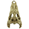 Komodo Alligator Skull