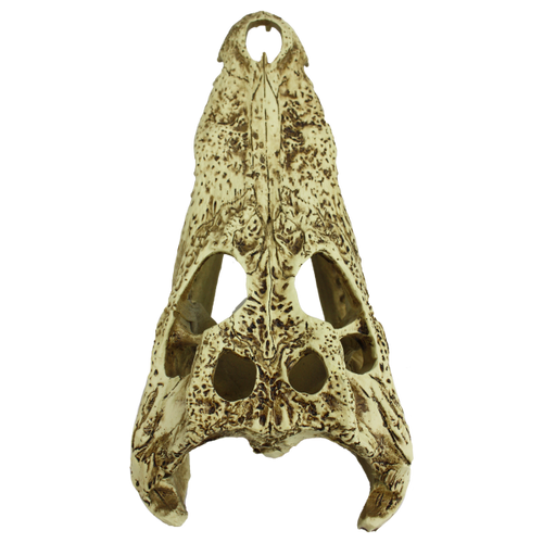 Komodo Alligator Skull