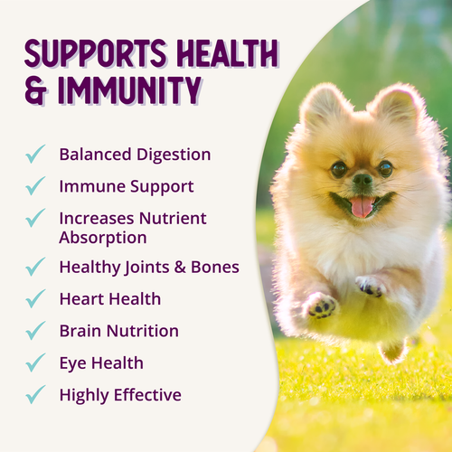 Health Extension Holistic Belly + Immunity Digestive Probiotic Supplement for Dogs