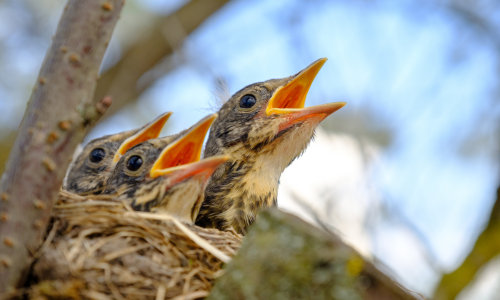 Baby birds