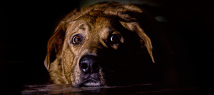 close-up of a wide-eyed anxious brown dog laying in the dark