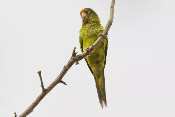 Halfmoon Conure