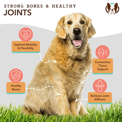 Natural Dog Company Liquid Glucosamine Hip & Joint Oil for Dogs