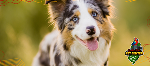 Welcome banner for Garden State Pet Center with an ‘ABOUT US’ button and an image of an Australian Shepherd.