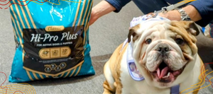 Promotional banner with a bag of VICTOR Hi-Pro Plus dog food, a content English Bulldog, and text about Astro Rewards & Offers, serving the Audubon, NJ area.