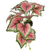 Komodo Standing Caladium Plant