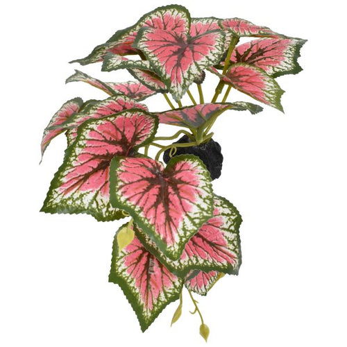 Komodo Standing Caladium Plant