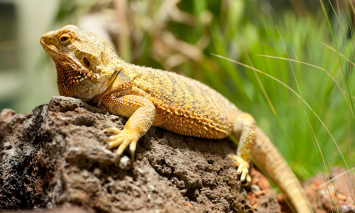 Bearded Dragon