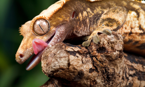 Crested Gecko