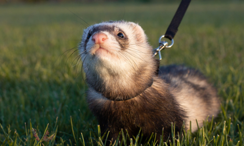 Ferret