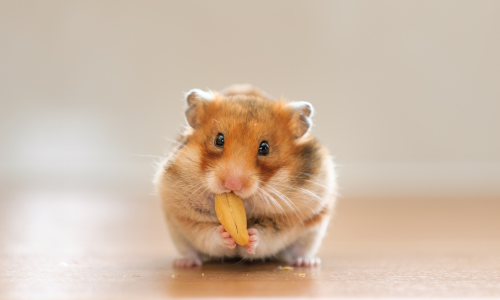 Hamster