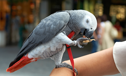 African Grey