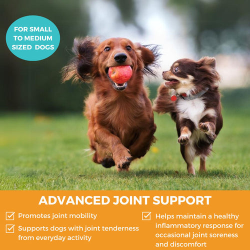 Nootie Progility Minis Hip & Joint Soft Chew Supplement For Small & Medium Size Dogs