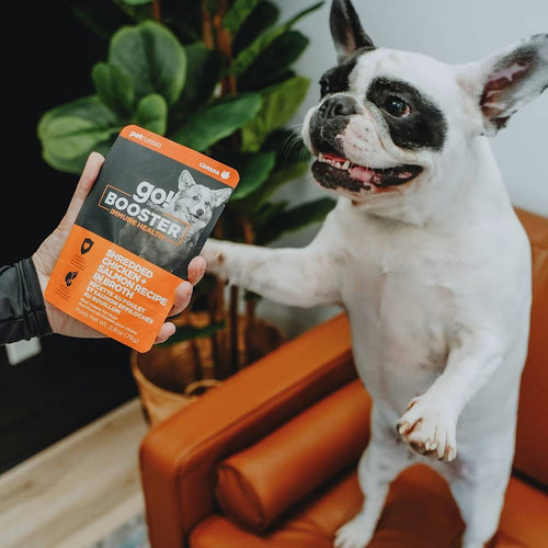 Petcurean Go! Solutions Booster Shredded Chicken + Salmon in Bone Broth for Immune Health Wet Dog Food