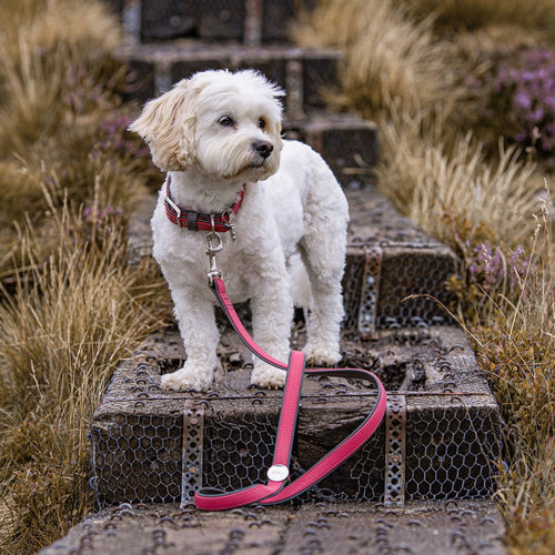 MyFamily Fuchsia Firenze Collar in Genuine Leather Dog Collar