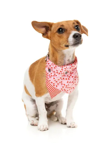 FuzzYard Candy Cane Pink Bandana for Dogs