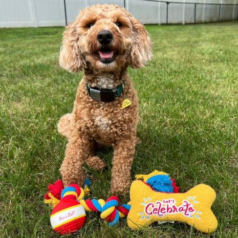 Tall Tails Let's Celebrate 3-Piece Box Gift Set Dog Toy