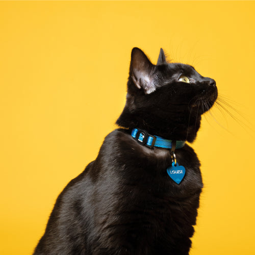 MyFamily Memopet® Blue Cat Collar